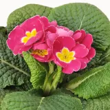 IKEA PRIMULA (ИКЕА ПРИМУЛА) - Горшечное растение, примула разных цветов, 11 см — фото 4