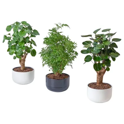 IKEA POLYSCIAS  (ИКЕА ПОЛЙССИАС)  -  Растение с горшком, бонсай/различные цвета, 14 см