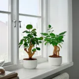 IKEA POLYSCIAS (ИКЕА ПОЛЙССИАС) - Растение с горшком, бонсай/различные цвета, 14 см — фото 3