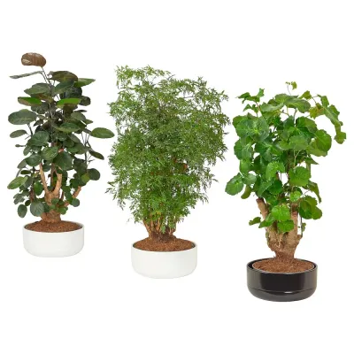 IKEA POLYSCIAS  (ИКЕА ПОЛЙССИАС)  -  Растение с горшком, бонсай разных цветов, 22 см