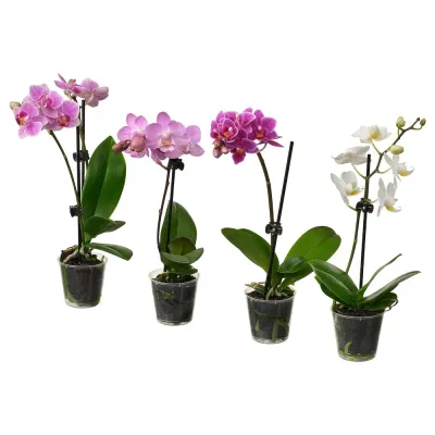IKEA PHALAENOPSIS  (ИКЕА ПХАЛАЕНОПСИС)  -  Горшечное растение, Орхидея разных цветов, 6 см