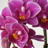 IKEA PHALAENOPSIS (ИКЕА ПХАЛАЕНОПСИС) - Горшечное растение, Орхидея разных цветов, 6 см — фото 2