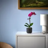 IKEA PHALAENOPSIS (ИКЕА ПХАЛАЕНОПСИС) - Горшечное растение, Орхидея разных цветов, 6 см — фото 3