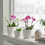 IKEA PHALAENOPSIS (ИКЕА ПХАЛАЕНОПСИС) - Горшечное растение, Орхидея разных цветов, 6 см — фото 4