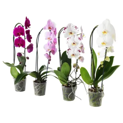 IKEA PHALAENOPSIS  (ИКЕА ПХАЛАЕНОПСИС)  -  Горшечное растение, Орхидея/каскад 1 стебель, 12 см