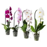 IKEA PHALAENOPSIS (ИКЕА ПХАЛАЕНОПСИС) - Горшечное растение, Орхидея/каскад 1 стебель, 12 см — фото 1