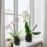 IKEA PHALAENOPSIS (ИКЕА ПХАЛАЕНОПСИС) - Горшечное растение, Орхидея/каскад 1 стебель, 12 см — фото 2