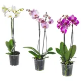 IKEA PHALAENOPSIS (ИКЕА ПХАЛАЕНОПСИС) - Горшечное растение, Орхидея/2 стебля, 12 см — фото 1