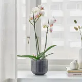 IKEA PHALAENOPSIS (ИКЕА ПХАЛАЕНОПСИС) - Горшечное растение, Орхидея/2 стебля, 12 см — фото 2