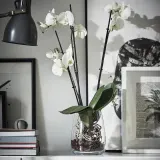 IKEA PHALAENOPSIS (ИКЕА ПХАЛАЕНОПСИС) - Горшечное растение, Орхидея/2 стебля, 12 см — фото 3