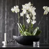 IKEA PHALAENOPSIS (ИКЕА ПХАЛАЕНОПСИС) - Горшечное растение, Орхидея/2 стебля, 12 см — фото 4