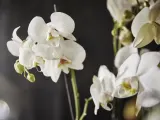 IKEA PHALAENOPSIS (ИКЕА ПХАЛАЕНОПСИС) - Горшечное растение, Орхидея/2 стебля, 12 см — фото 5