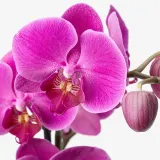 IKEA PHALAENOPSIS (ИКЕА ПХАЛАЕНОПСИС) - Горшечное растение, Орхидея/2 стебля, 12 см — фото 6