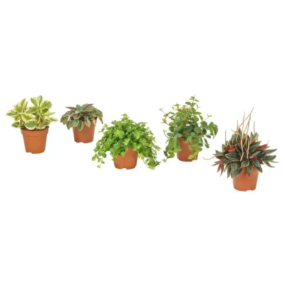 IKEA PEPEROMIA  (ИКЕА ПЕПЕРОМИА)  -  Горшечное растение, разные, 12 см