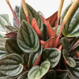 IKEA PEPEROMIA (ИКЕА ПЕПЕРОМИА) - Горшечное растение, разные, 12 см — фото 2