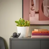 IKEA PEPEROMIA (ИКЕА ПЕПЕРОМИА) - Горшечное растение, разные, 12 см — фото 4