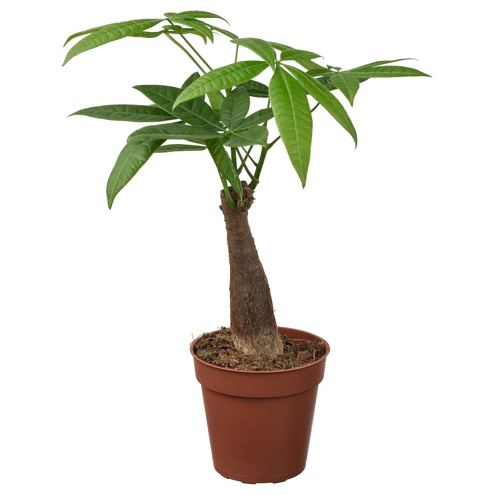IKEA PACHIRA (ИКЕА ПАСХИРА) - AQUATICA Горшечное растение, Pachira Aquatica, 9 см