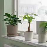IKEA PACHIRA (ИКЕА ПАСХИРА) - AQUATICA Горшечное растение, Pachira Aquatica, 9 см — фото 2