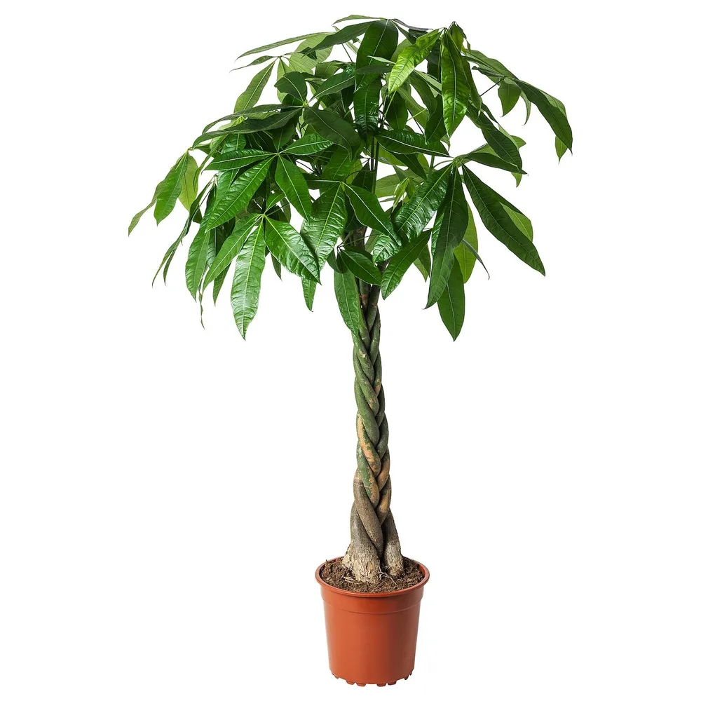 IKEA PACHIRA (ИКЕА ПАСХИРА) - AQUATICA Горшечное растение, Pachira Aquatica, 27 см