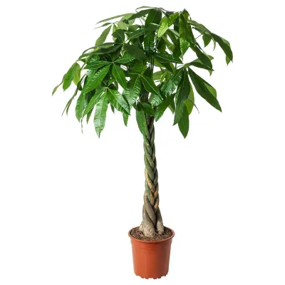 IKEA PACHIRA  (ИКЕА ПАСХИРА)  -  AQUATICA Горшечное растение, Pachira Aquatica, 27 см