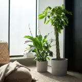 IKEA PACHIRA (ИКЕА ПАСХИРА) - AQUATICA Горшечное растение, Pachira Aquatica, 27 см — фото 2