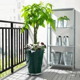 IKEA PACHIRA (ИКЕА ПАСХИРА) - AQUATICA Горшечное растение, Pachira Aquatica, 27 см — фото 3