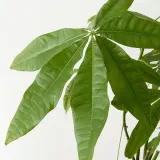 IKEA PACHIRA (ИКЕА ПАСХИРА) - AQUATICA Горшечное растение, Pachira Aquatica, 27 см — фото 4