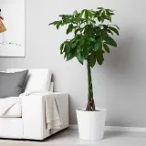 IKEA PACHIRA (ИКЕА ПАСХИРА) - AQUATICA Горшечное растение, Pachira Aquatica, 27 см — фото 6
