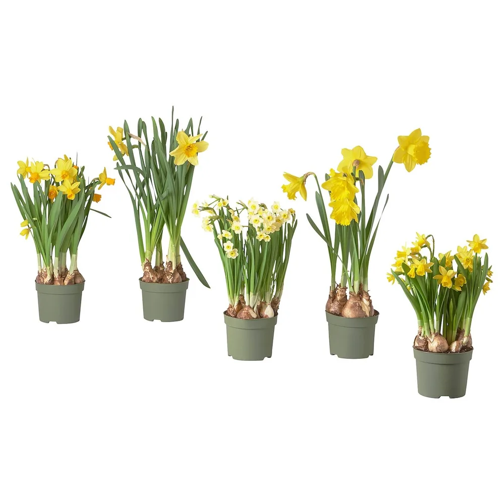 IKEA NARCISSUS (ИКЕА НАРСИССУС) - Горшечное растение, разные/нарциссы, 12 см