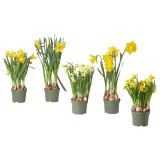 IKEA NARCISSUS (ИКЕА НАРСИССУС) - Горшечное растение, разные/нарциссы, 12 см — фото 1