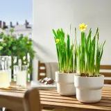 IKEA NARCISSUS (ИКЕА НАРСИССУС) - Горшечное растение, разные/нарциссы, 12 см — фото 2