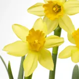 IKEA NARCISSUS (ИКЕА НАРСИССУС) - Горшечное растение, разные/нарциссы, 12 см — фото 4