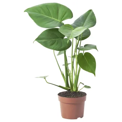 IKEA MONSTERA  (ИКЕА МОНСТЕРА)  -  DELICIOSA Горшечное растение, монстера остролистная, 12 см