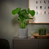 IKEA MONSTERA (ИКЕА МОНСТЕРА) - DELICIOSA Горшечное растение, монстера остролистная, 12 см — фото 2