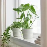 IKEA MONSTERA (ИКЕА МОНСТЕРА) - DELICIOSA Горшечное растение, монстера остролистная, 12 см — фото 3