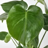 IKEA MONSTERA (ИКЕА МОНСТЕРА) - DELICIOSA Горшечное растение, монстера остролистная, 12 см — фото 4