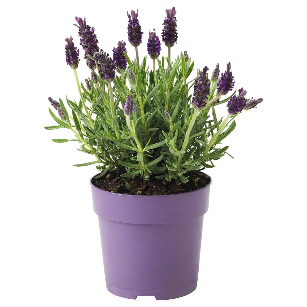IKEA LAVANDULA (ИКЕА ЛАВАНДУЛА) - Горшечное растение, лаванда, 12 см