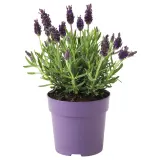 IKEA LAVANDULA (ИКЕА ЛАВАНДУЛА) - Горшечное растение, лаванда, 12 см — фото 1