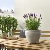 IKEA LAVANDULA (ИКЕА ЛАВАНДУЛА) - Горшечное растение, лаванда, 12 см — фото 2
