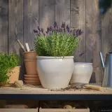 IKEA LAVANDULA (ИКЕА ЛАВАНДУЛА) - Горшечное растение, лаванда, 12 см — фото 3