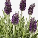 IKEA LAVANDULA (ИКЕА ЛАВАНДУЛА) - Горшечное растение, лаванда, 12 см — фото 5