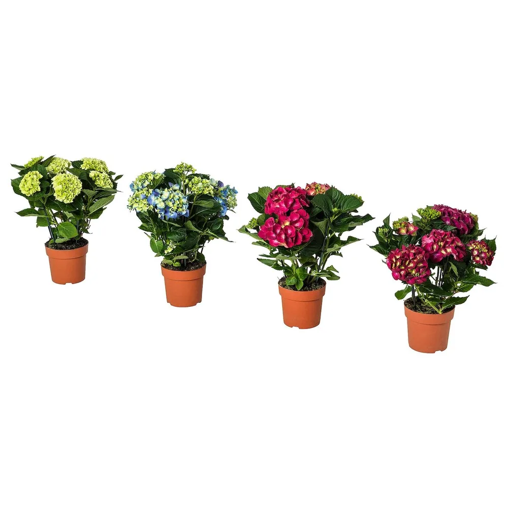 IKEA HYDRANGEA (ИКЕА ХЙДРАНГЕА) - Горшечное растение, гортензия разных цветов, 15 см