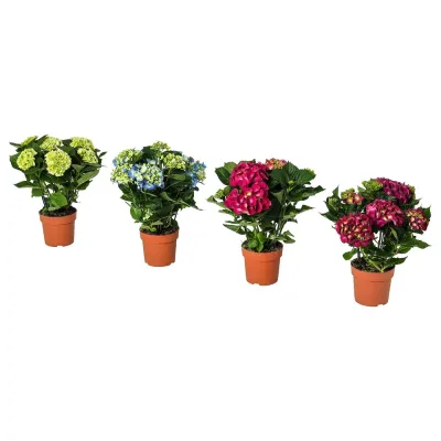 IKEA HYDRANGEA  (ИКЕА ХЙДРАНГЕА)  -  Горшечное растение, гортензия разных цветов, 15 см