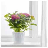 IKEA HYDRANGEA (ИКЕА ХЙДРАНГЕА) - Горшечное растение, гортензия разных цветов, 15 см — фото 2