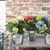 IKEA HYDRANGEA (ИКЕА ХЙДРАНГЕА) - Горшечное растение, гортензия разных цветов, 15 см — фото 3
