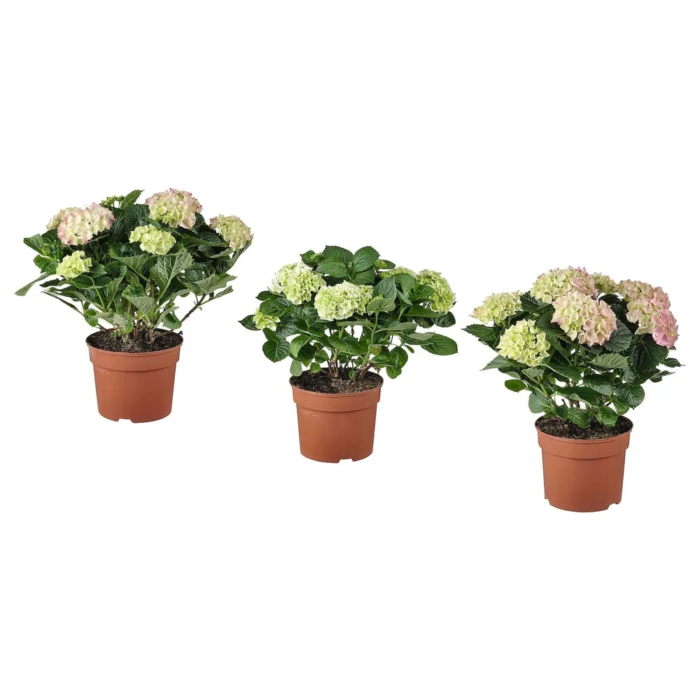 IKEA HYDRANGEA (ИКЕА ХЙДРАНГЕА) - MACROPHYLLA Горшечное растение, гортензия/разнообразие цветов, 23 см