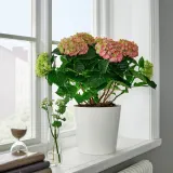 IKEA HYDRANGEA (ИКЕА ХЙДРАНГЕА) - MACROPHYLLA Горшечное растение, гортензия/разнообразие цветов, 23 см — фото 2