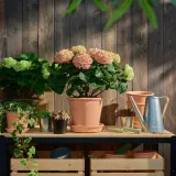 IKEA HYDRANGEA (ИКЕА ХЙДРАНГЕА) - MACROPHYLLA Горшечное растение, гортензия/разнообразие цветов, 23 см — фото 3