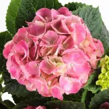 IKEA HYDRANGEA (ИКЕА ХЙДРАНГЕА) - MACROPHYLLA Горшечное растение, гортензия/разнообразие цветов, 23 см — фото 4