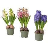 IKEA HYACINTHUS (ИКЕА ХЙАСИНТХУС) - Горшечное растение, разные цвета, 12 см — фото 1